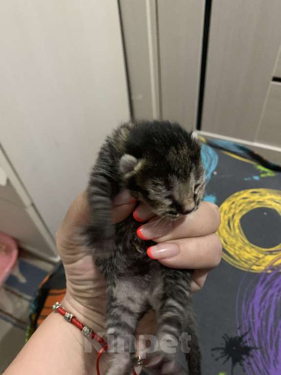 Кошки в Москве: Продам котенка редкой породы охос азулес Девочка, 30 000 руб. - фото 1