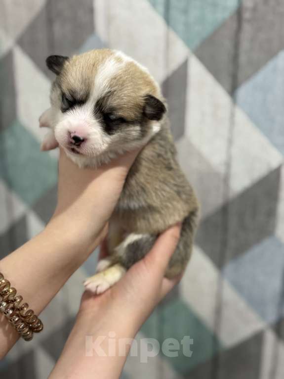 Собаки в Ярославле: Щенки вельш корги пемброк Разнополые, 55 000 руб. - фото 5