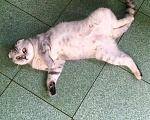 Кошки в Петушке: Кот на вязку, 1 500 руб. - фото 3