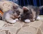 Кошки в Кудымкаре: Кошки, Бесплатно - фото 3