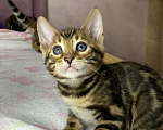 Кошки в Москве: Бенгальские котята Мальчик, 25 000 руб. - фото 4