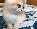 Кошки в Люберцах: Котята  британская шиншилла Девочка, 10 000 руб. - фото 5