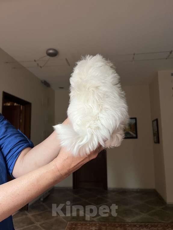 Собаки в других городах Московской области: Щенок мальтийской болонки Мальчик, 150 000 руб. - фото 3