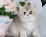 Кошки в Владивостоке: Милый британский котенок Мальчик, 80 000 руб. - фото 3