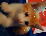 Кошки в Чебоксарах: котёнок умный,красивый, ласковый Мальчик, 50 руб. - фото 3
