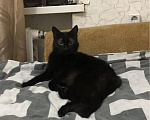 Кошки в Аксае: Отдам кошку в добрые руки Девочка, Бесплатно - фото 2