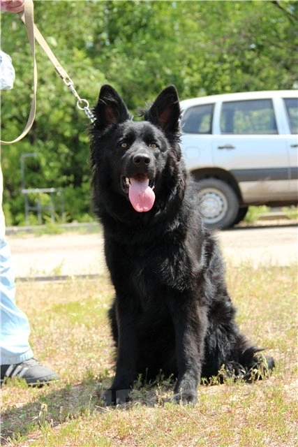 Собаки в Новосибирске: Подрощенная чёрная овчарка Девочка, 25 000 руб. - фото 7
