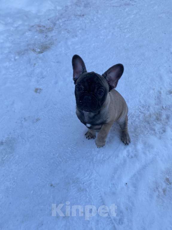 Собаки в Санкт-Петербурге: Шикарный мальчик палевого окраса  Мальчик, 45 000 руб. - фото 6