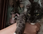 Кошки в Москве: Крупный Мальчик Мальчик, 50 000 руб. - фото 3