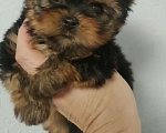Собаки в Москве: супер миник мальчик йорик Мальчик, 50 000 руб. - фото 2
