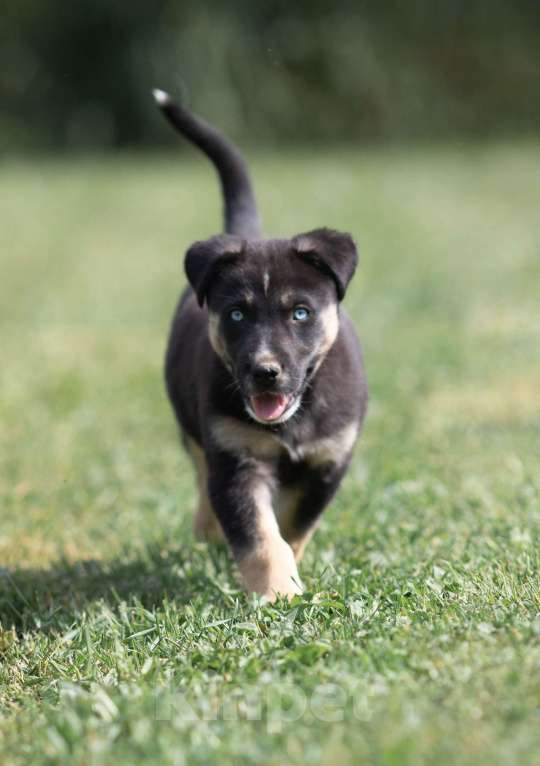 Собаки в Москве: Метис хаски в добрые руки Девочка, Бесплатно - фото 3