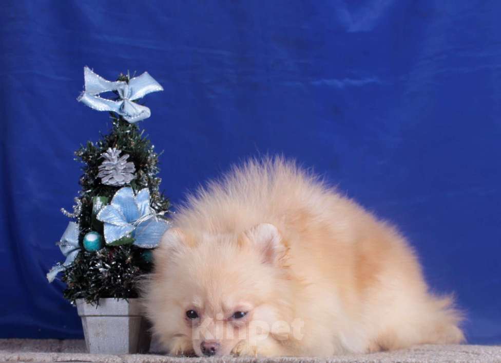 Собаки в Москве: померанский шпиц мини девочка Девочка, 40 000 руб. - фото 2
