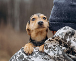 Собаки в Москве: Маленькая девочка из приюта ищет дом! Девочка, Бесплатно - фото 7