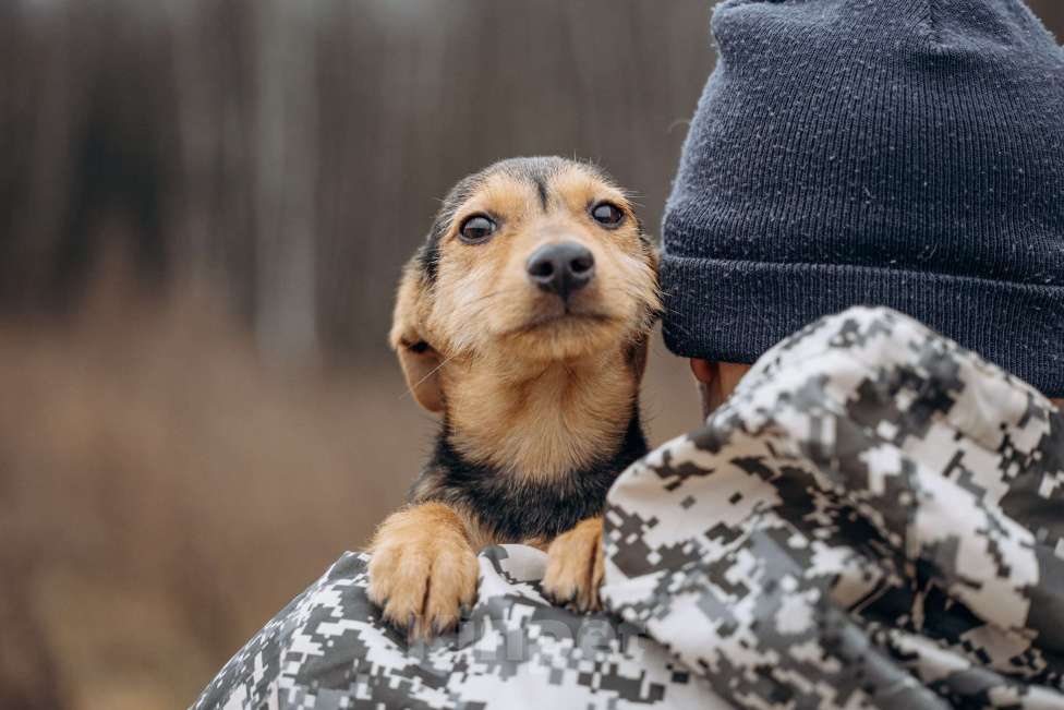 Собаки в Москве: Маленькая девочка из приюта ищет дом! Девочка, Бесплатно - фото 7