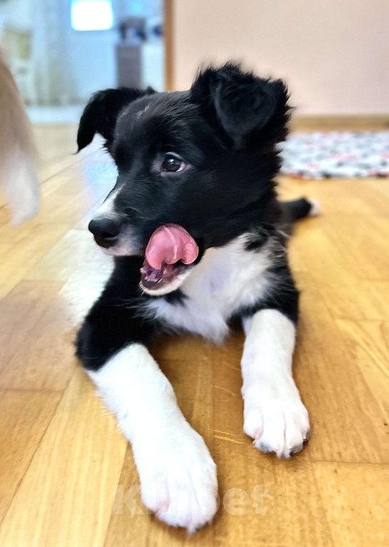 Собаки в Москве: Щенок Бордер колли девочка Девочка, 70 000 руб. - фото 2