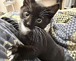 Кошки в Улане-Удэ: Черный котенок Мальчик, Бесплатно - фото 1