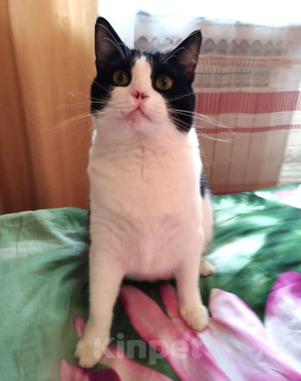 Кошки в Москве: Особенная  кошечка Китти ждёт свою семью  Девочка, Бесплатно - фото 4