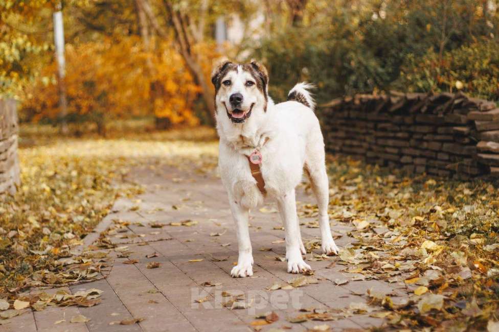 Собаки в Москве: Лана ищет дом Девочка, Бесплатно - фото 3
