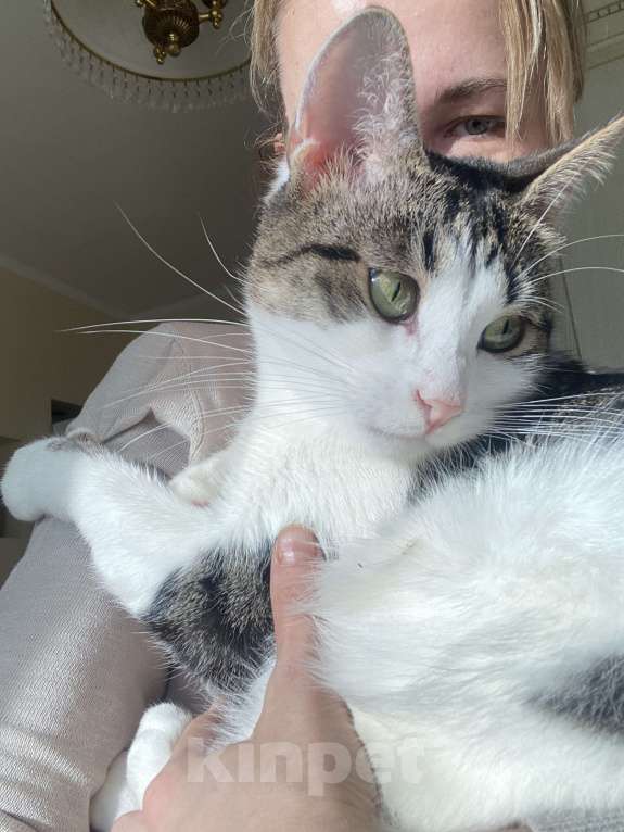 Кошки в Реутове: Взрослый кот в добрые руки Мальчик, Бесплатно - фото 3