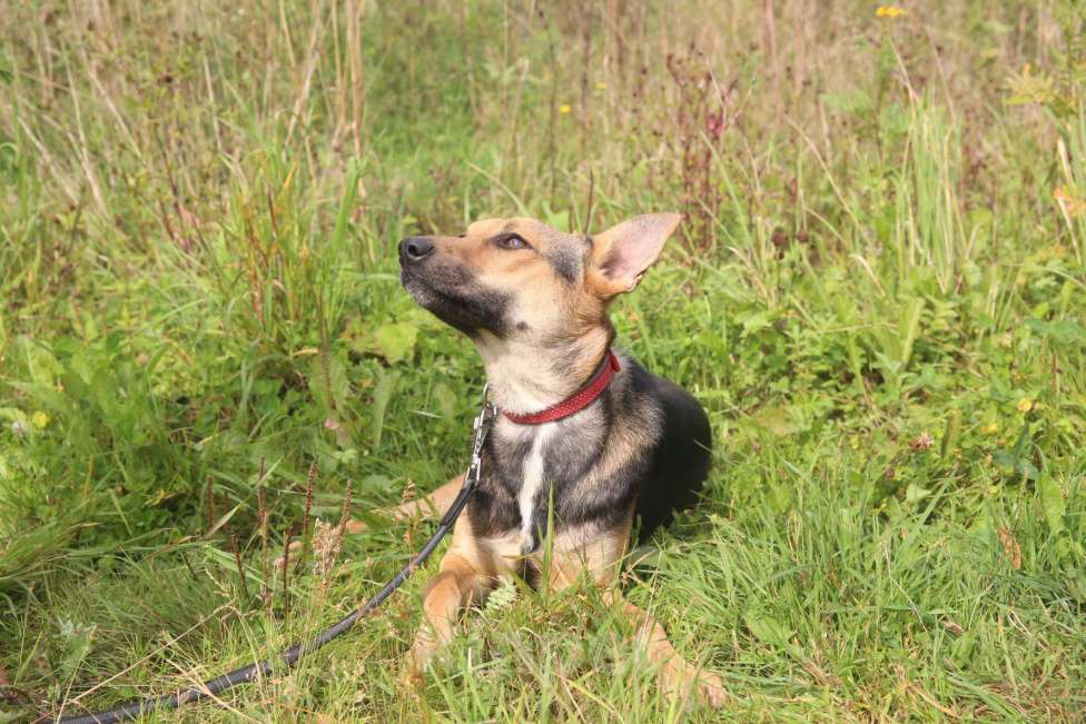 Собаки в Москве: Тиша Девочка, Бесплатно - фото 2