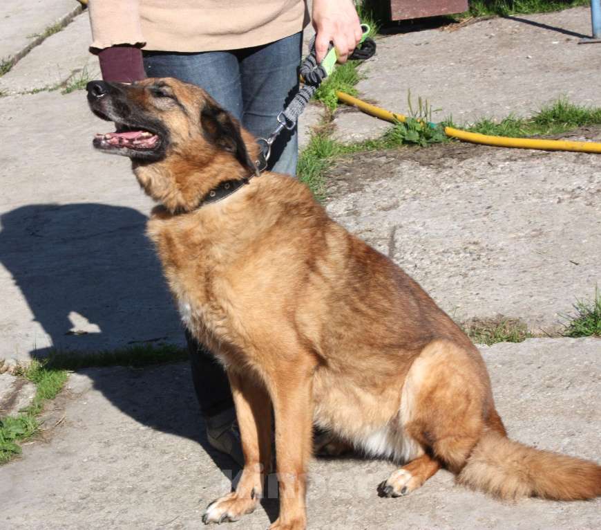 Собаки в Москве: Джульетта - собака компаньон, собака верность очень ждет свою родную семью! Девочка, Бесплатно - фото 6