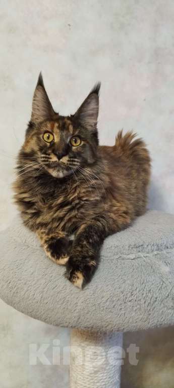 Кошки в Барнауле: Кошечка Жаннет  Девочка, 20 000 руб. - фото 1