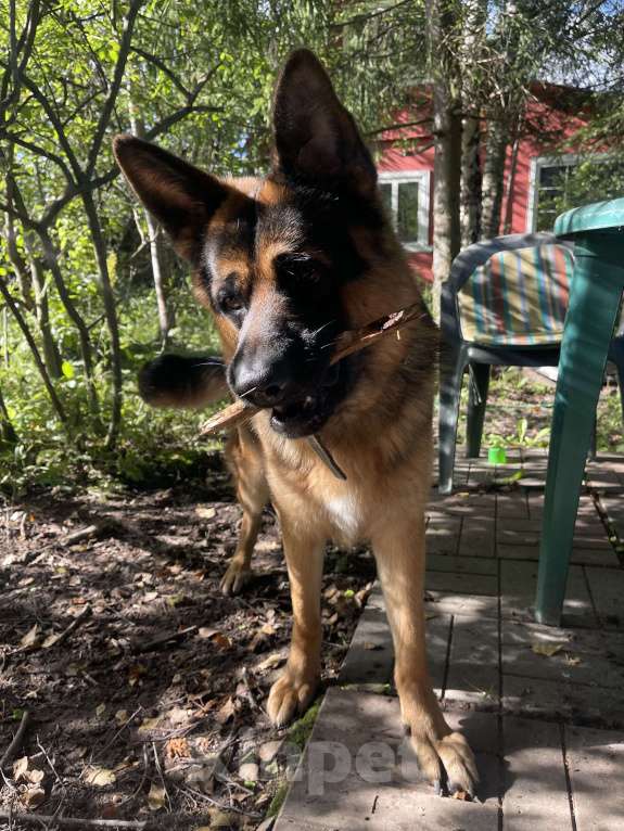 Собаки в других городах Московской области: Ищем девчонку для нашего кобеля  Мальчик, 25 000 руб. - фото 6