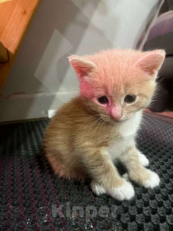 Кошки в Москве: Котенок даром Девочка, Бесплатно - фото 3