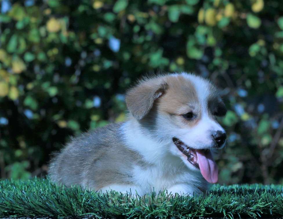 Собаки в Москве: вельш корги пемброк щенки Мальчик, 90 000 руб. - фото 4