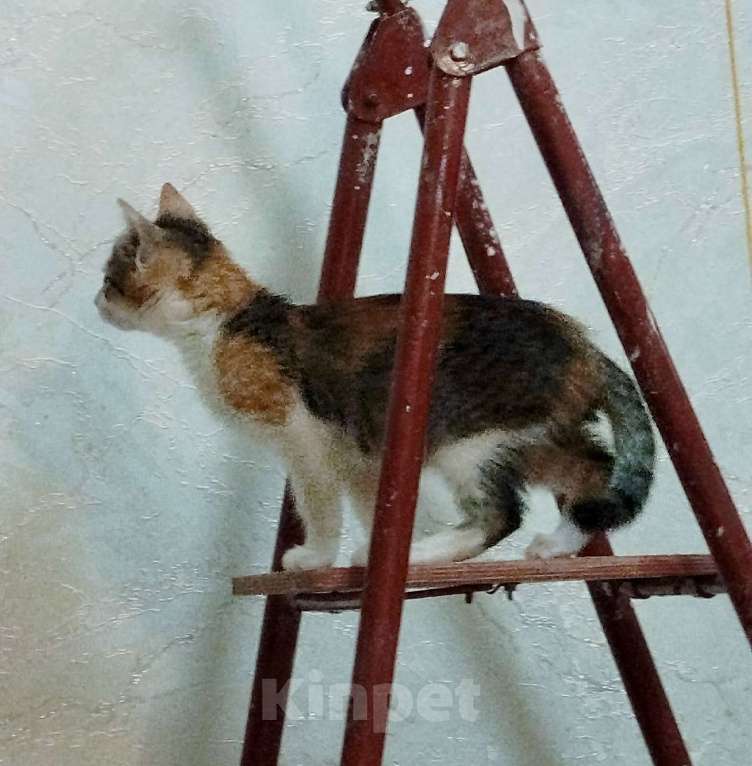 Кошки в Санкт-Петербурге: Котенок девочка  Девочка, Бесплатно - фото 4