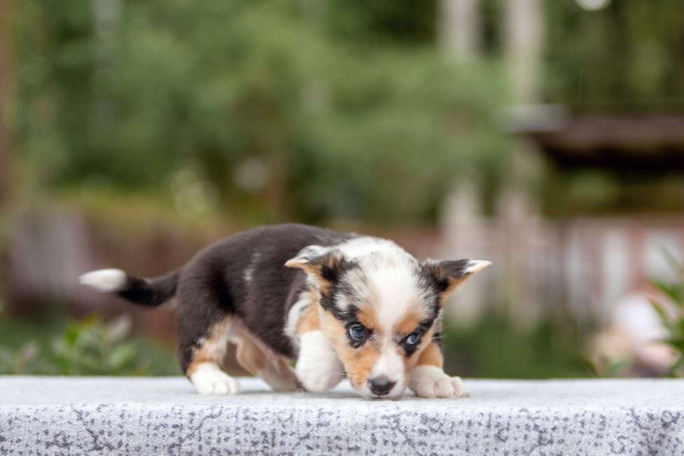 Собаки в Москве: Щенок корги Мальчик, Бесплатно - фото 3