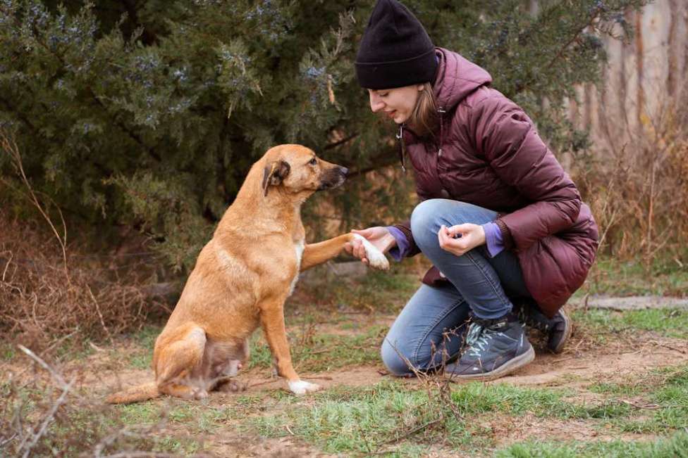 Собаки в Москве: Небольшой мальчик в добрые руки Мальчик, Бесплатно - фото 5