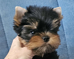 Собаки в Москве: Мальчик йорка Мальчик, 70 000 руб. - фото 5