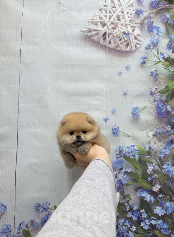 Собаки в Москве: Миниатюрный мальчик Мальчик, 30 000 руб. - фото 1