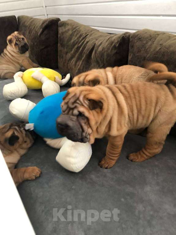 Собаки в Москве: Чистокровные щенки Шарпея Мальчик, Бесплатно - фото 3