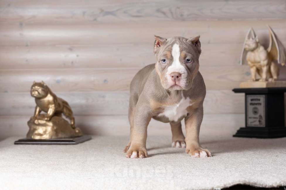 Собаки в Королеве: Американский булли Девочка, 150 000 руб. - фото 8