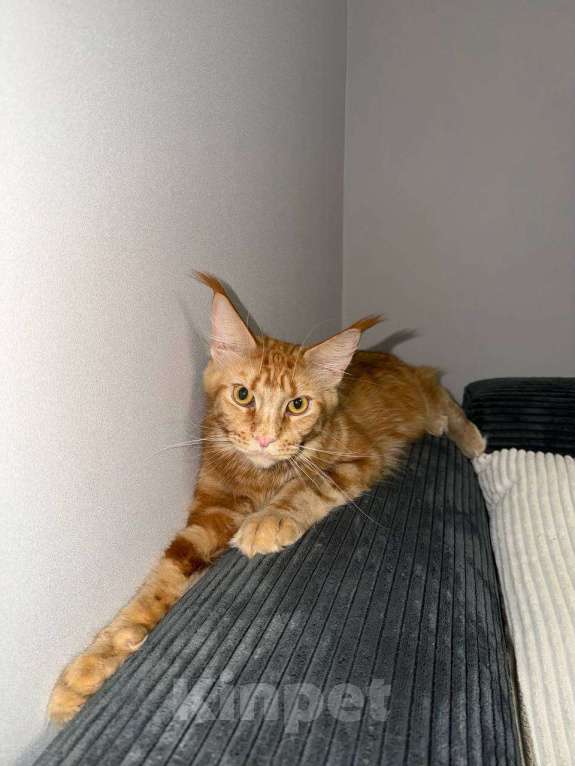 Кошки в Москве: Кошка Мейн кун Девочка, 18 000 руб. - фото 3