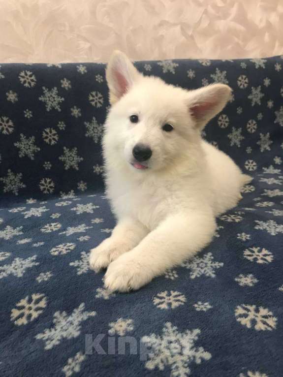 Собаки в Симферополе: Продам щенков белой швейцарской овчарки Девочка, 35 000 руб. - фото 2