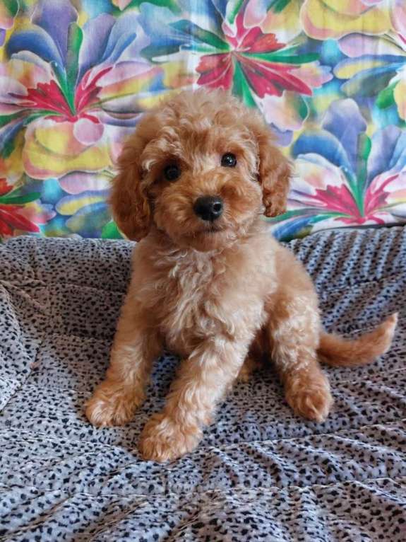 Собаки в Москве: Пудели- Лучшие компаньоны! Девочка, 50 000 руб. - фото 3