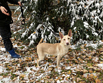 Собаки в Москве: Метис фараоновой собаки ищет дом! Щенок в добрые руки! Девочка, Бесплатно - фото 2