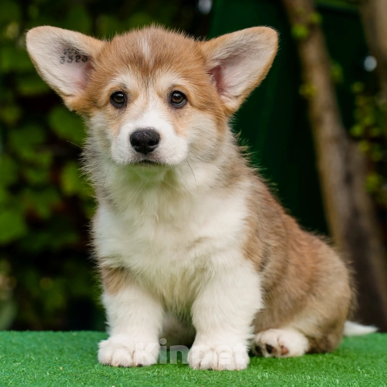 Собаки в Воронеже: Щенок вельш корги пемброк GABRIELLA DAISY Девочка, 50 000 руб. - фото 3