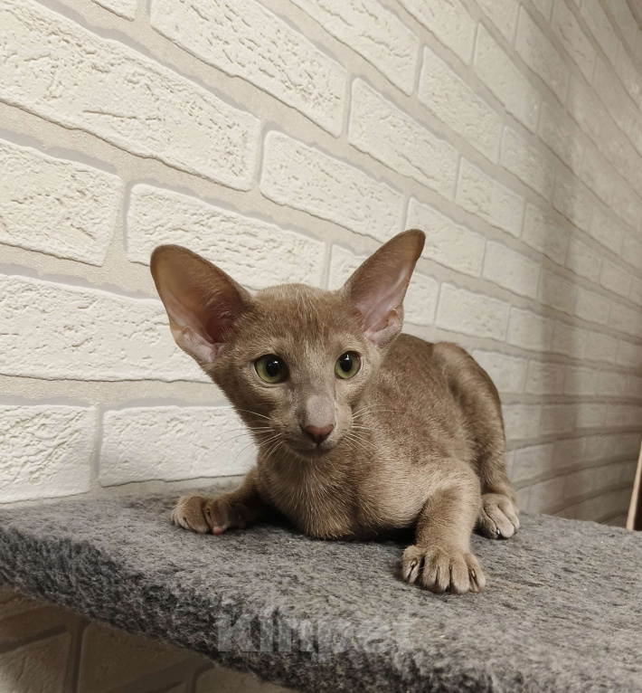 Кошки в Москве: Котёнок Ориентальный. Девочка Девочка, 55 000 руб. - фото 9