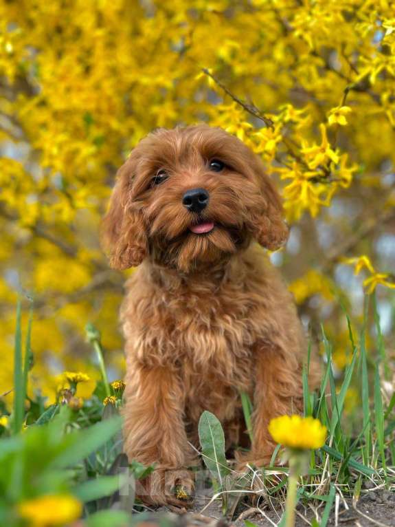 Собаки в Калининграде: Кокапу девочка  Девочка, 95 000 руб. - фото 7