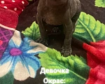 Кошки в Армавире: Продаются котята канадского сфинкса  Девочка, Бесплатно - фото 2