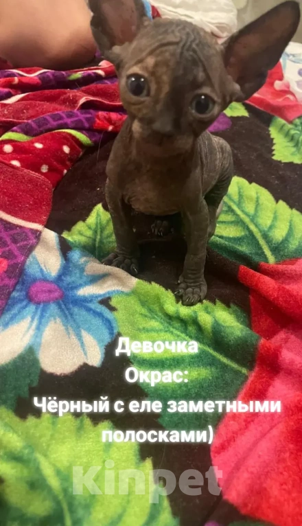 Кошки в Армавире: Продаются котята канадского сфинкса  Девочка, Бесплатно - фото 2