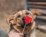 Собаки в Пушкино: Ханни в добрые руки  Девочка, Бесплатно - фото 3