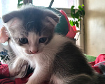 Кошки в других городах Московской области: Шотландские котята 2 месяца Мальчик, 3 000 руб. - фото 1