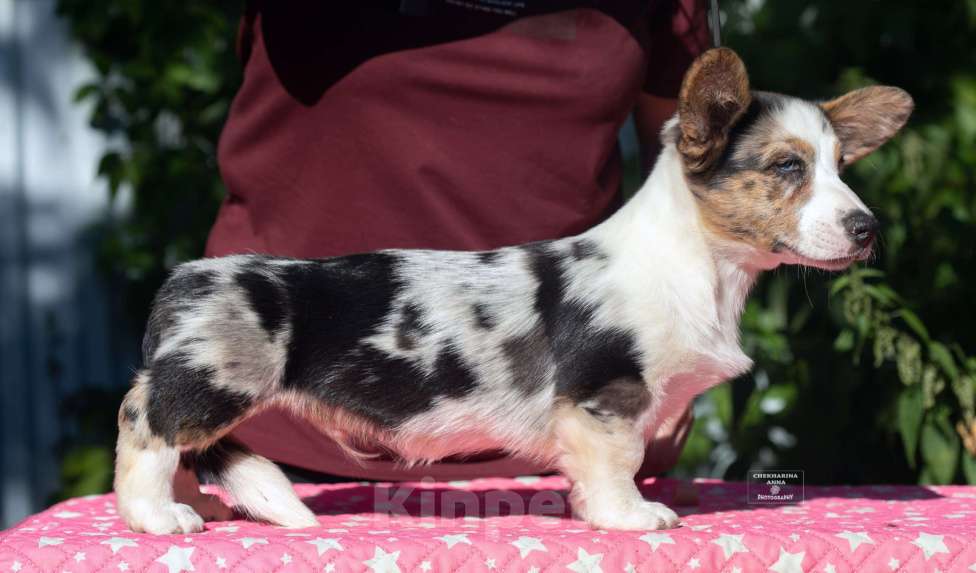 Собаки в Москве: Вельш корги кардиган  Мальчик, 120 000 руб. - фото 3