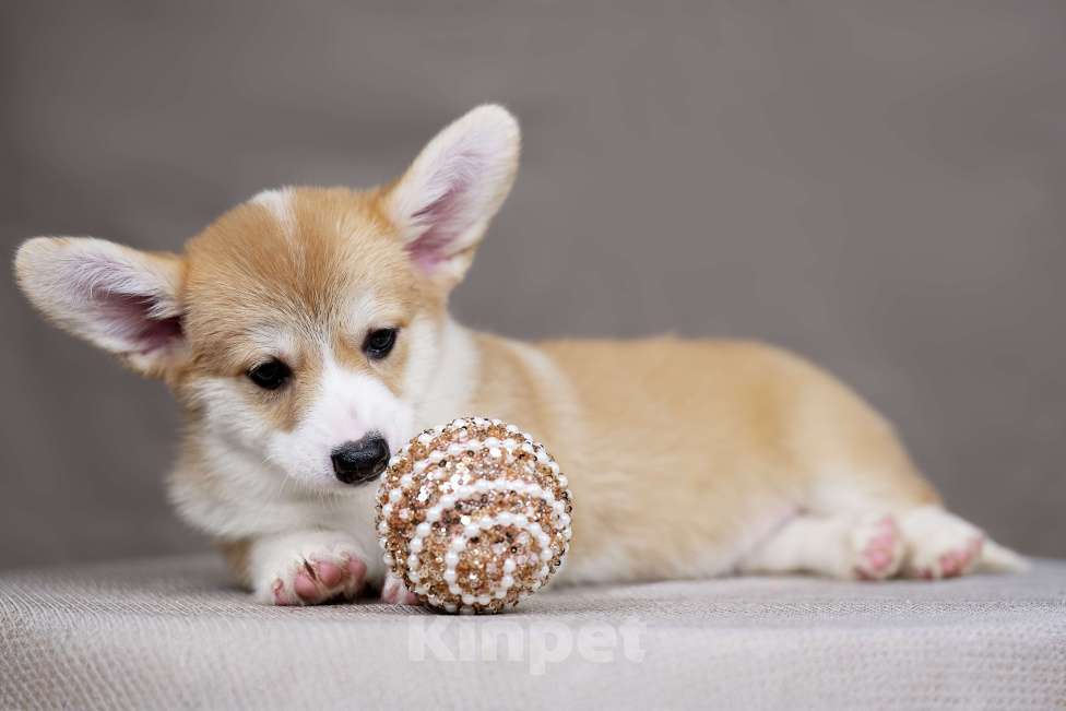 Собаки в Перми: Щенки вельш корги пемброк девочки Девочка, 40 000 руб. - фото 3