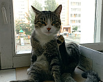 Кошки в Томске: В добрые руки Мальчик, Бесплатно - фото 5